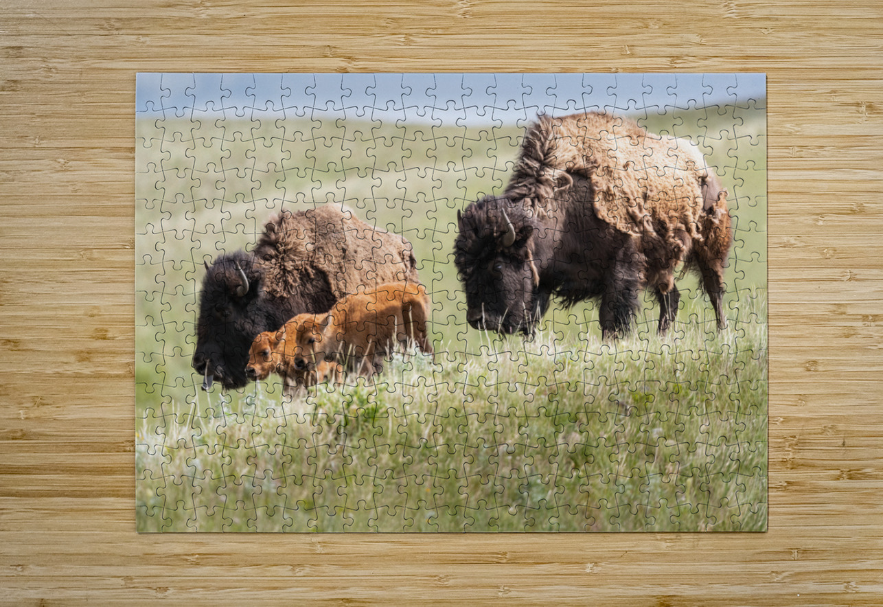 Female Bison with Calves Randy Tremblay Photography Puzzle printing