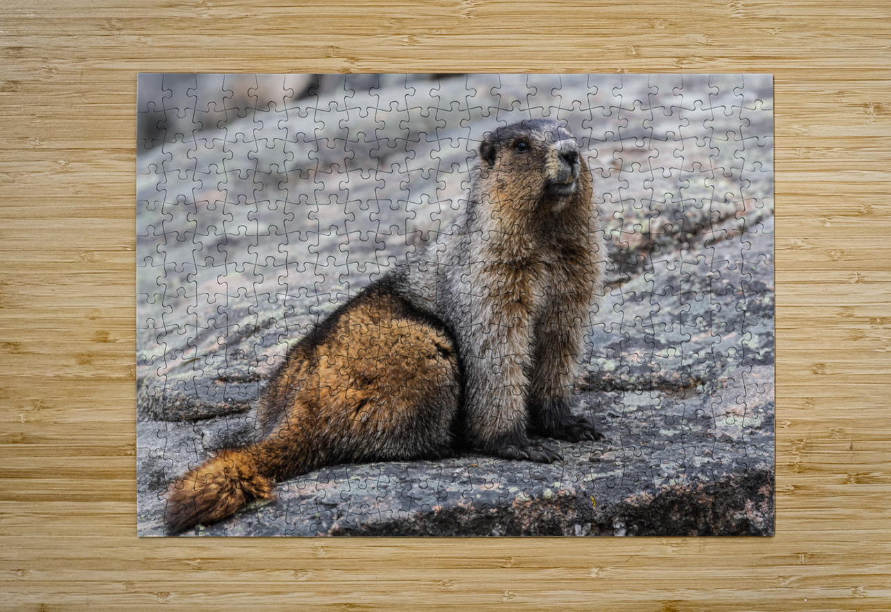 Hoary Marmot Randy Tremblay Photography Puzzle printing