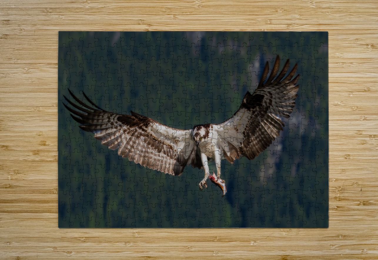 Osprey Randy Tremblay Photography Puzzle printing