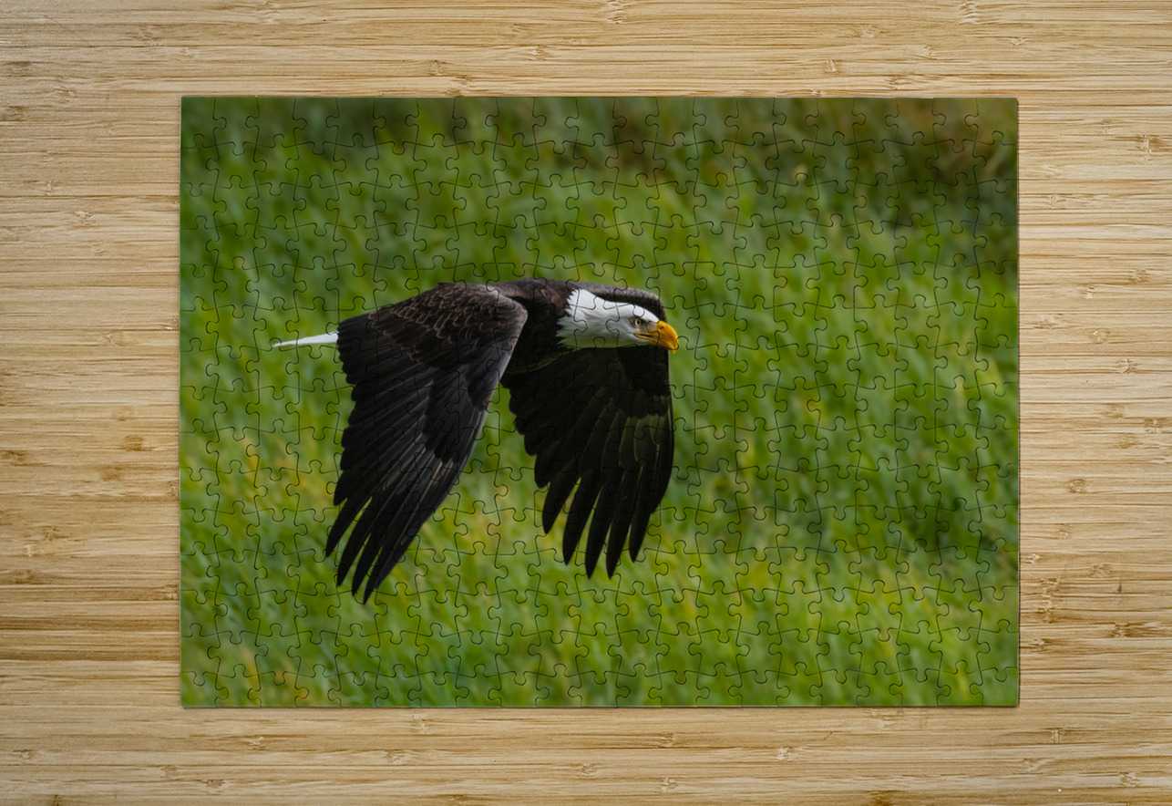 Bald Eagle Randy Tremblay Photography Puzzle printing