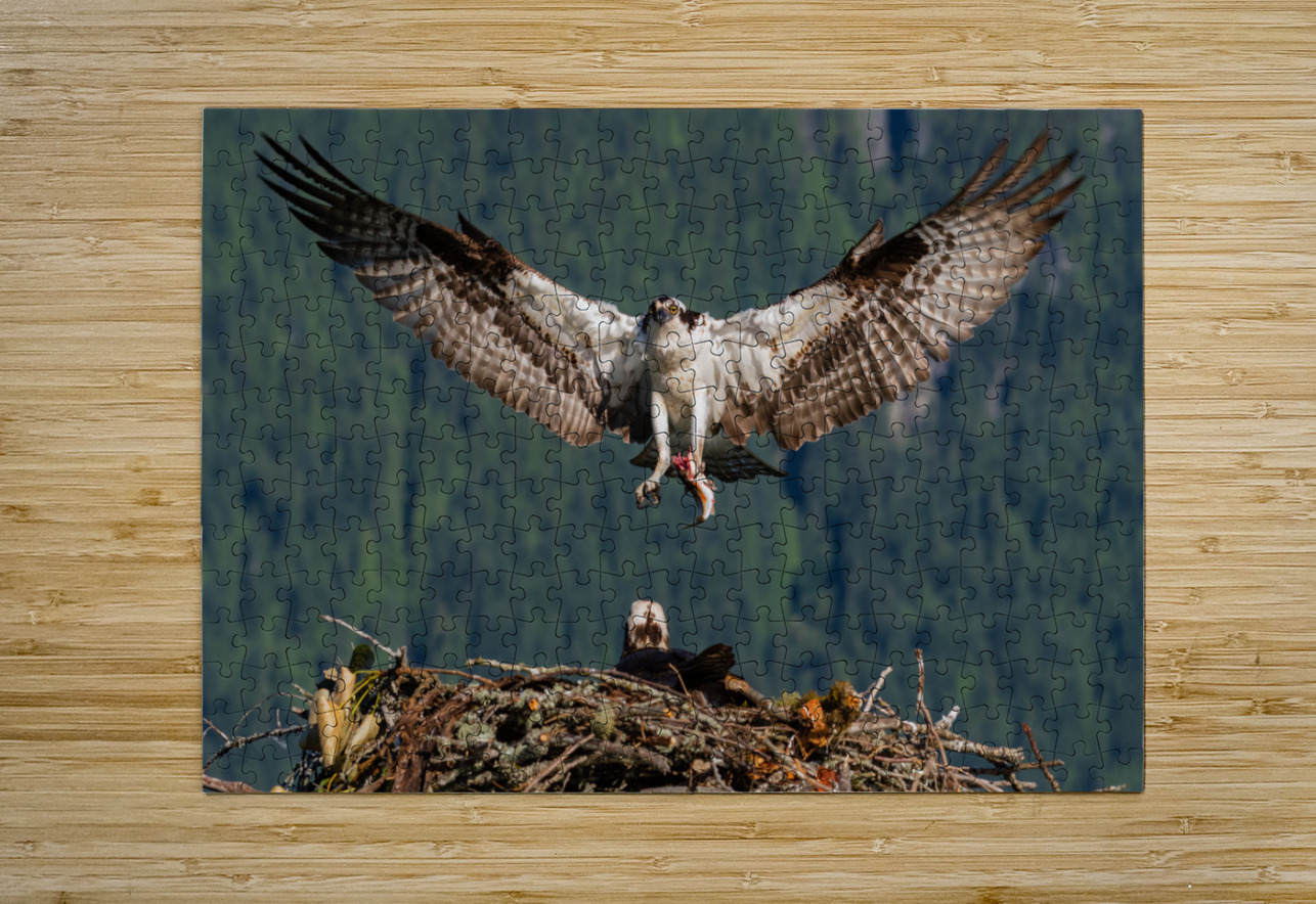 Osprey Randy Tremblay Photography Puzzle printing