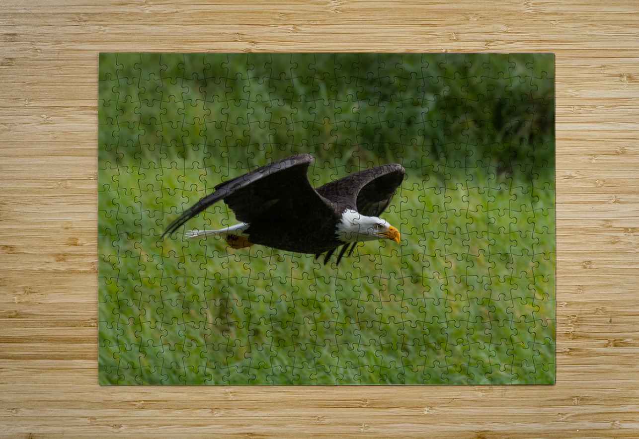 Bald Eagle Randy Tremblay Photography Puzzle printing