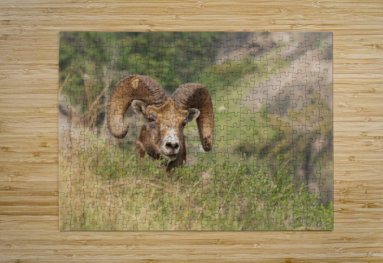 Bighorn Ram Randy Tremblay Photography Puzzle printing