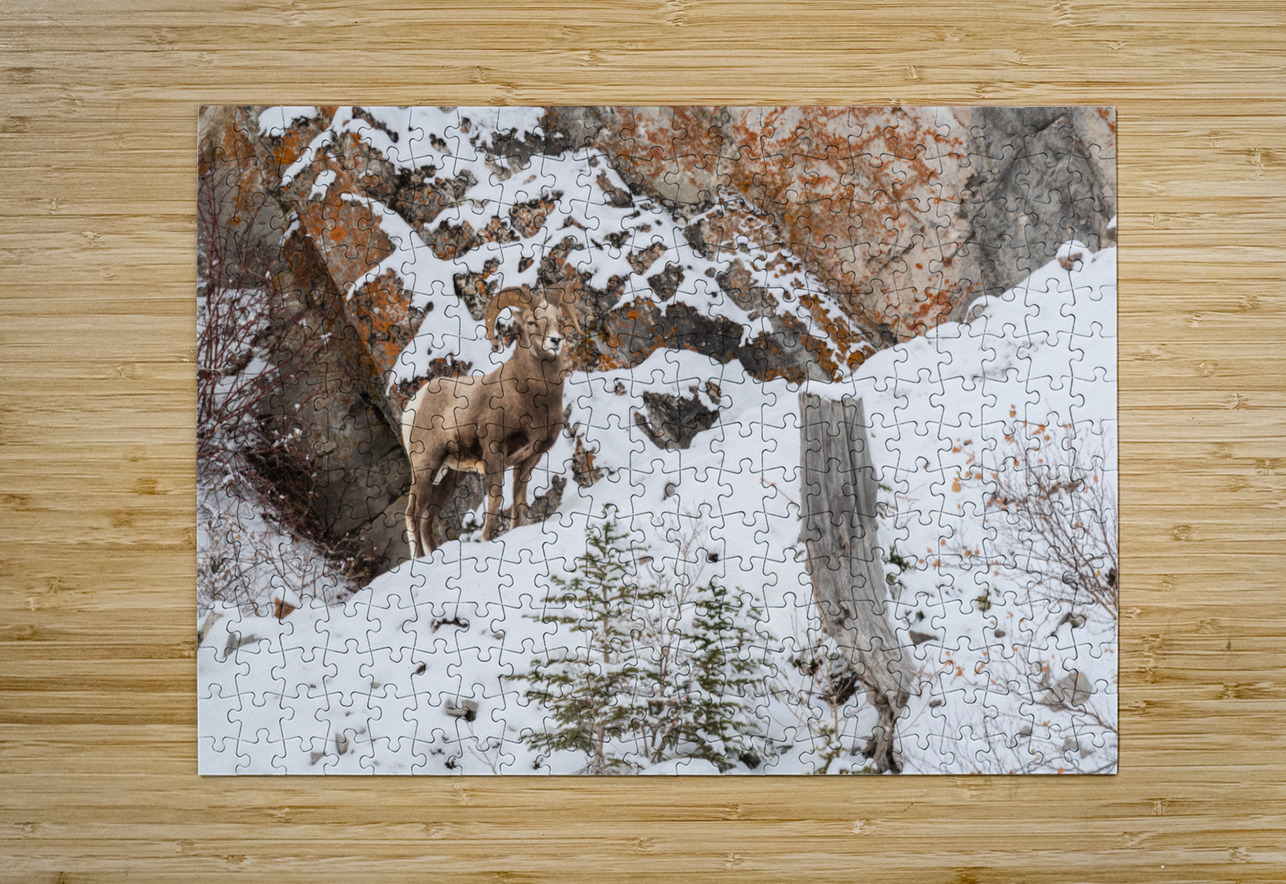 Bighorn Ram Randy Tremblay Photography Puzzle printing