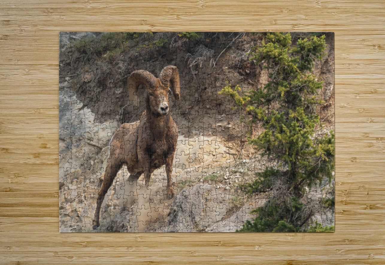 Bighorn Ram Randy Tremblay Photography Puzzle printing