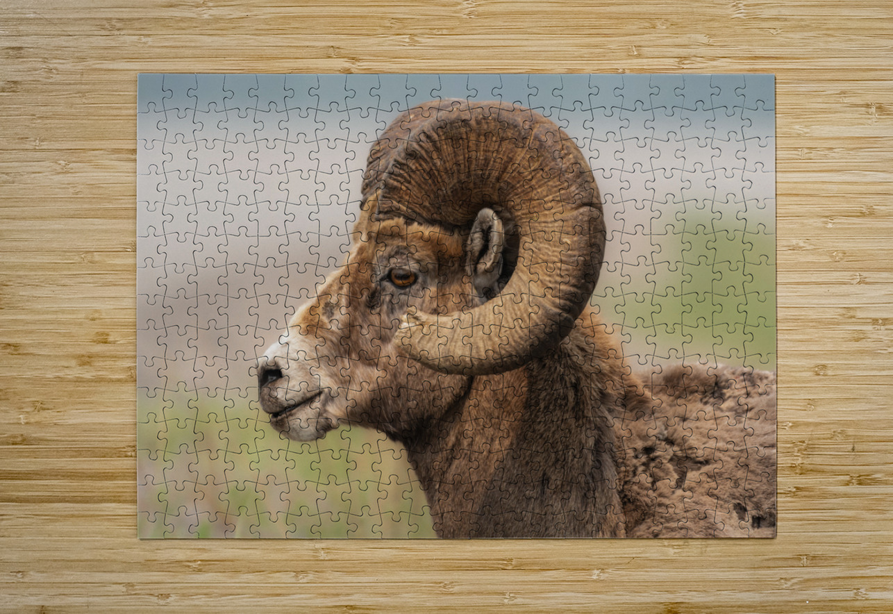 Bighorn Ram Randy Tremblay Photography Puzzle printing