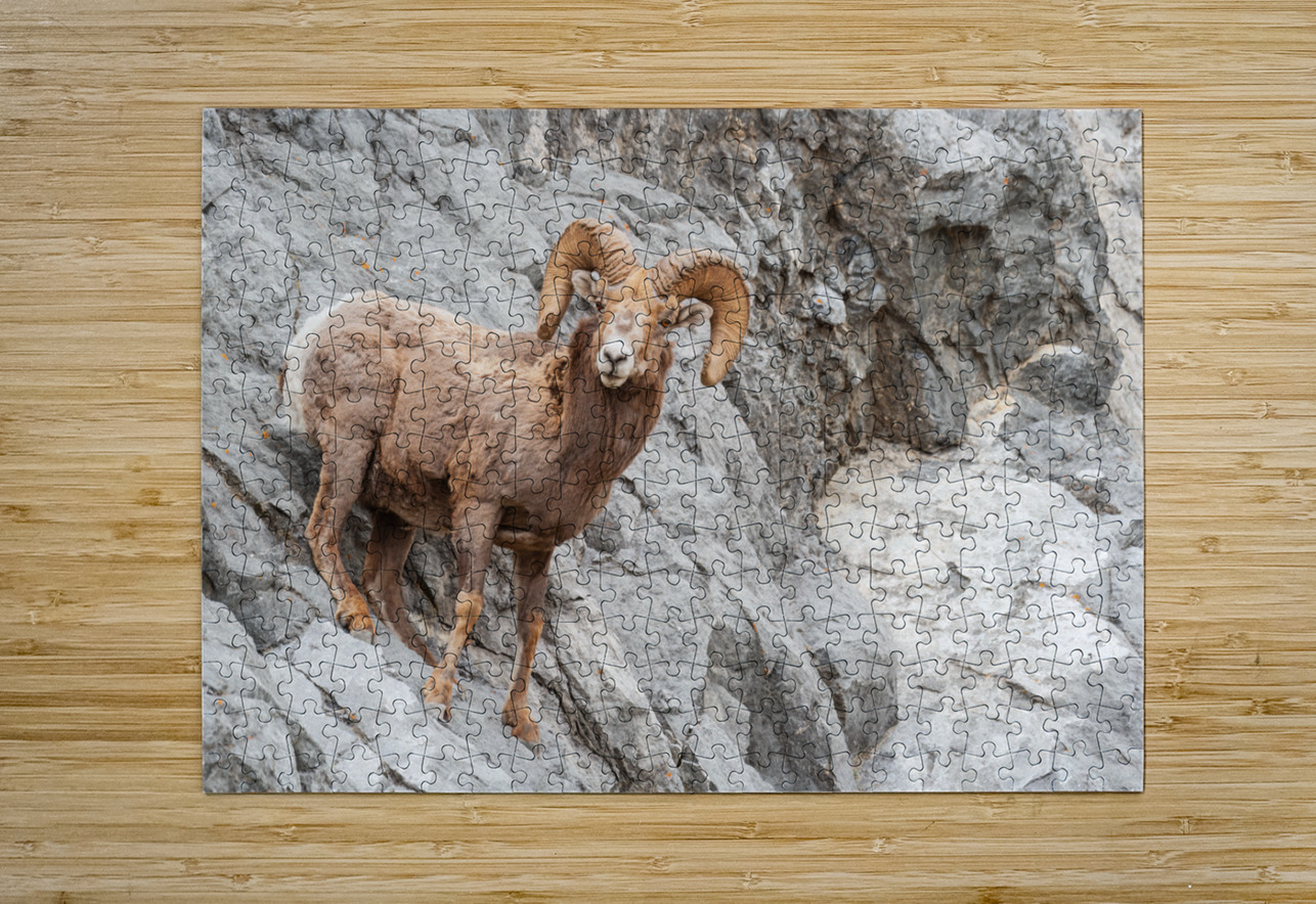 Bighorn Ram Randy Tremblay Photography Puzzle printing