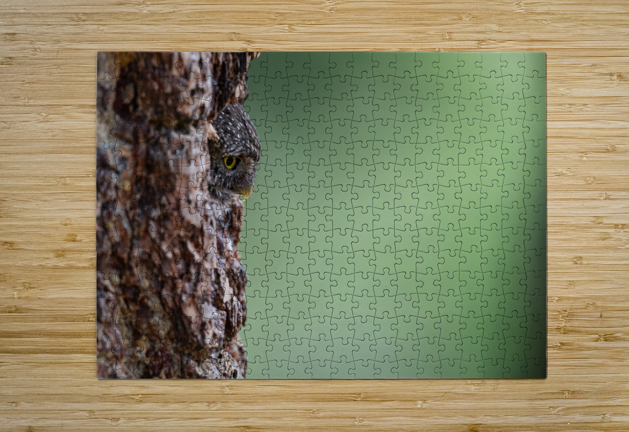 Northern Pygmy Owl Randy Tremblay Photography Puzzle printing