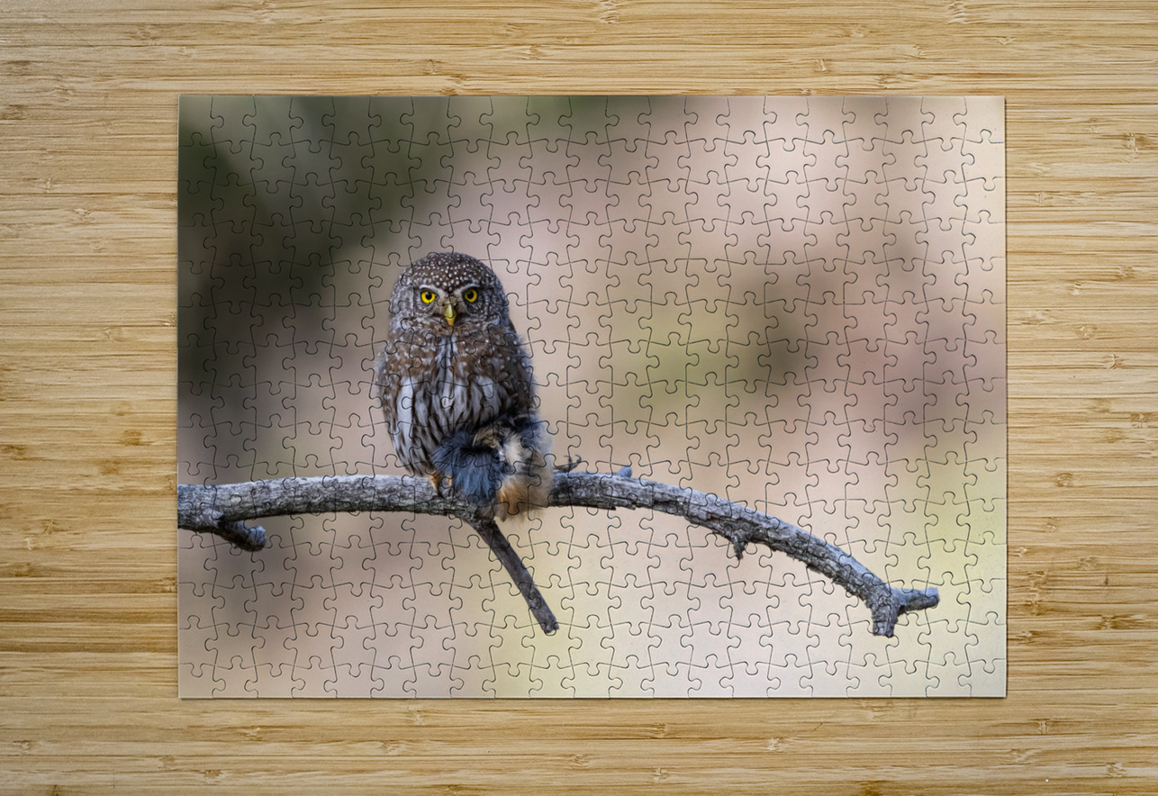 Northern Pygmy Owl Randy Tremblay Photography Puzzle printing