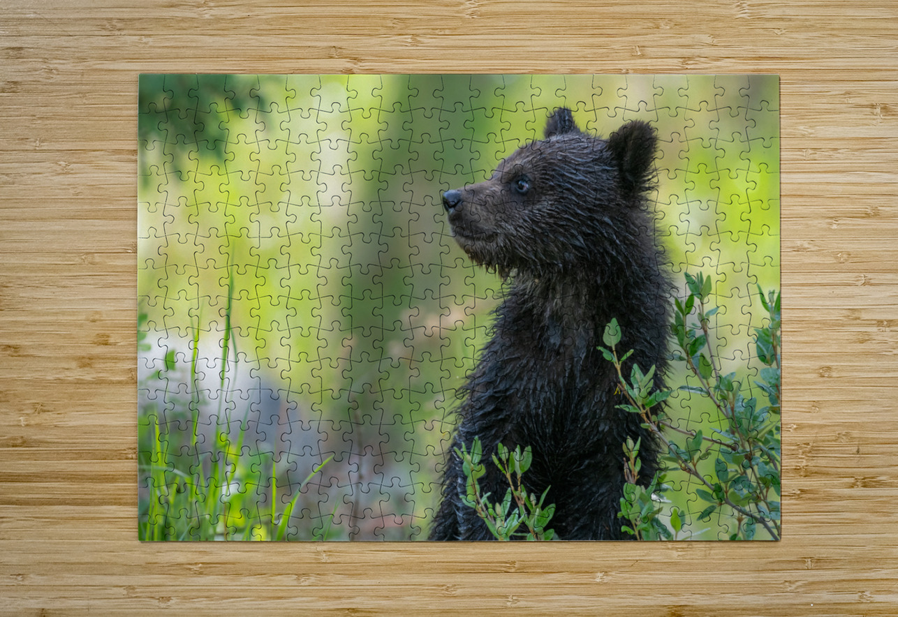 Grizzly Cub Randy Tremblay Photography Puzzle printing