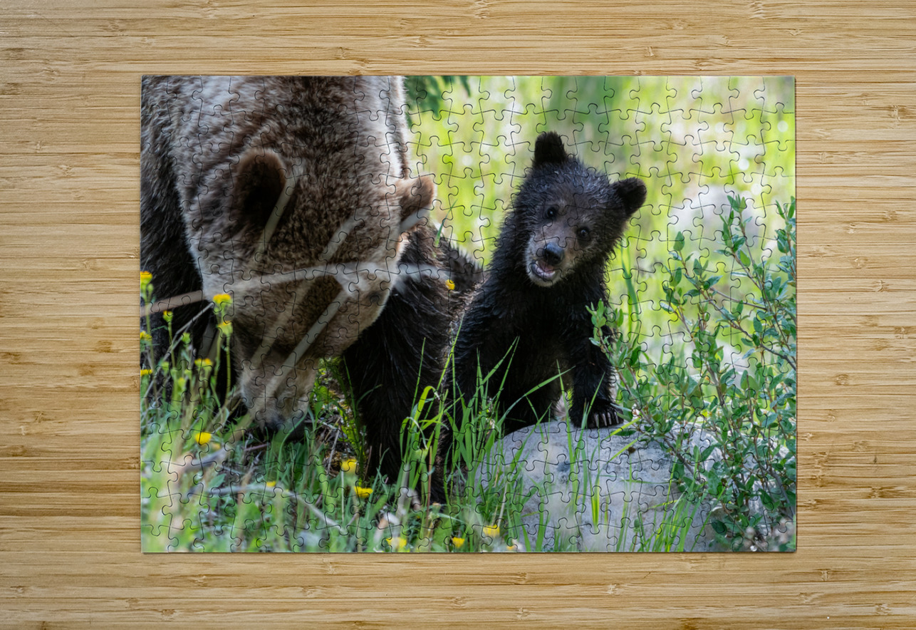 Grizzly Cub Randy Tremblay Photography Puzzle printing