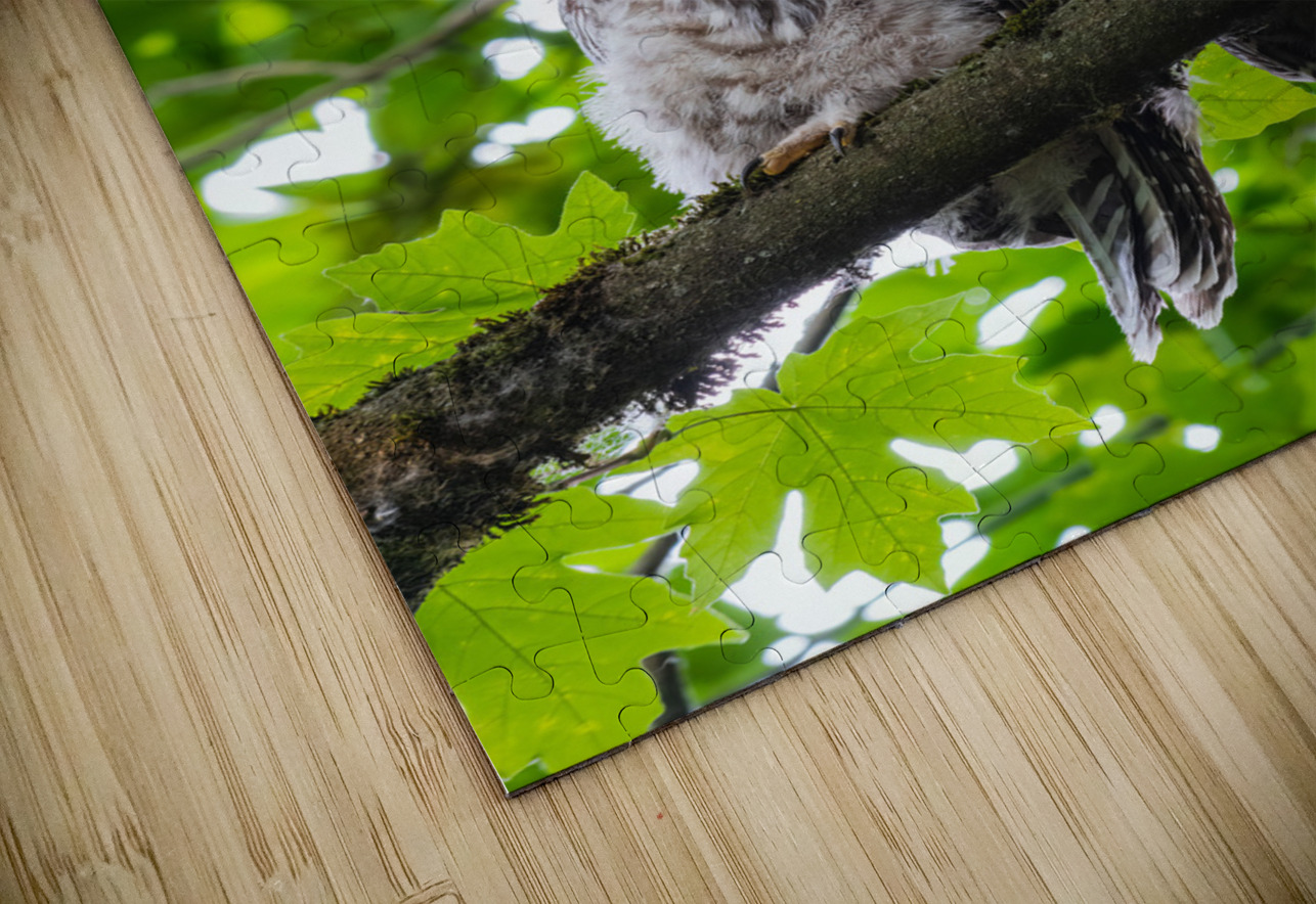 Barred Owlets Randy Tremblay Photography Puzzle