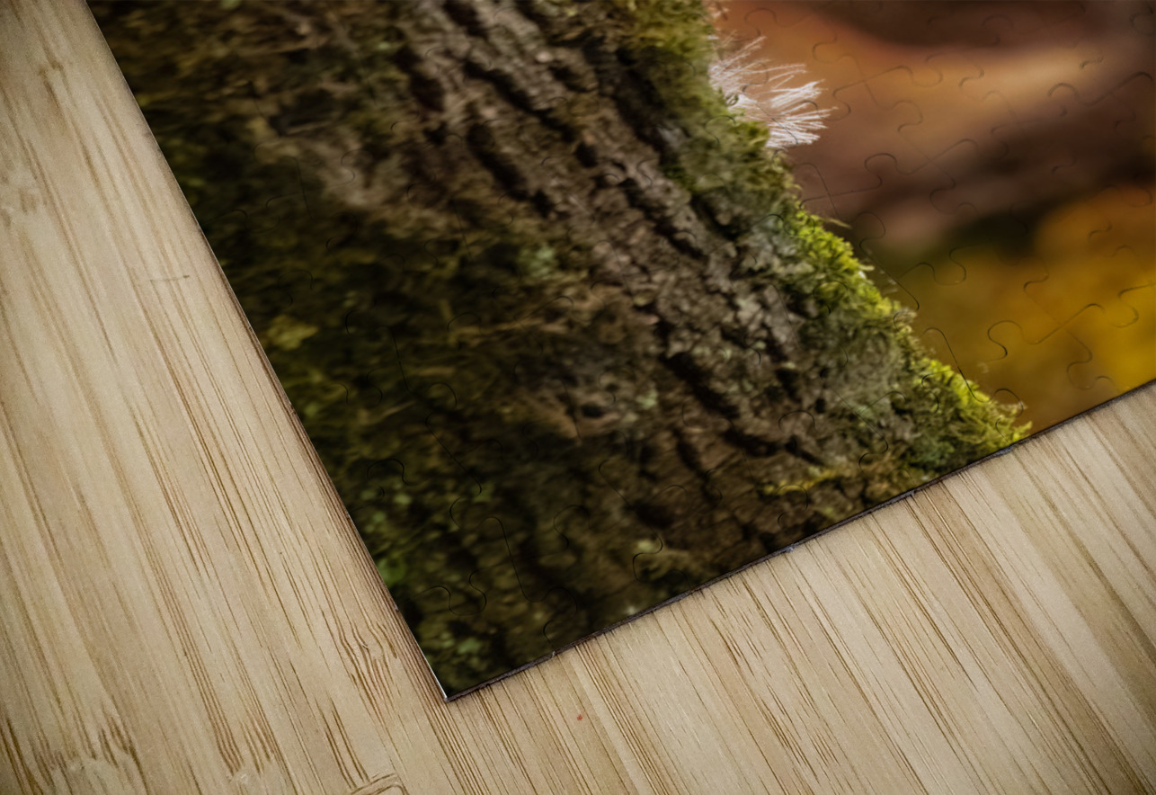 Barred Owlet Randy Tremblay Photography Puzzle