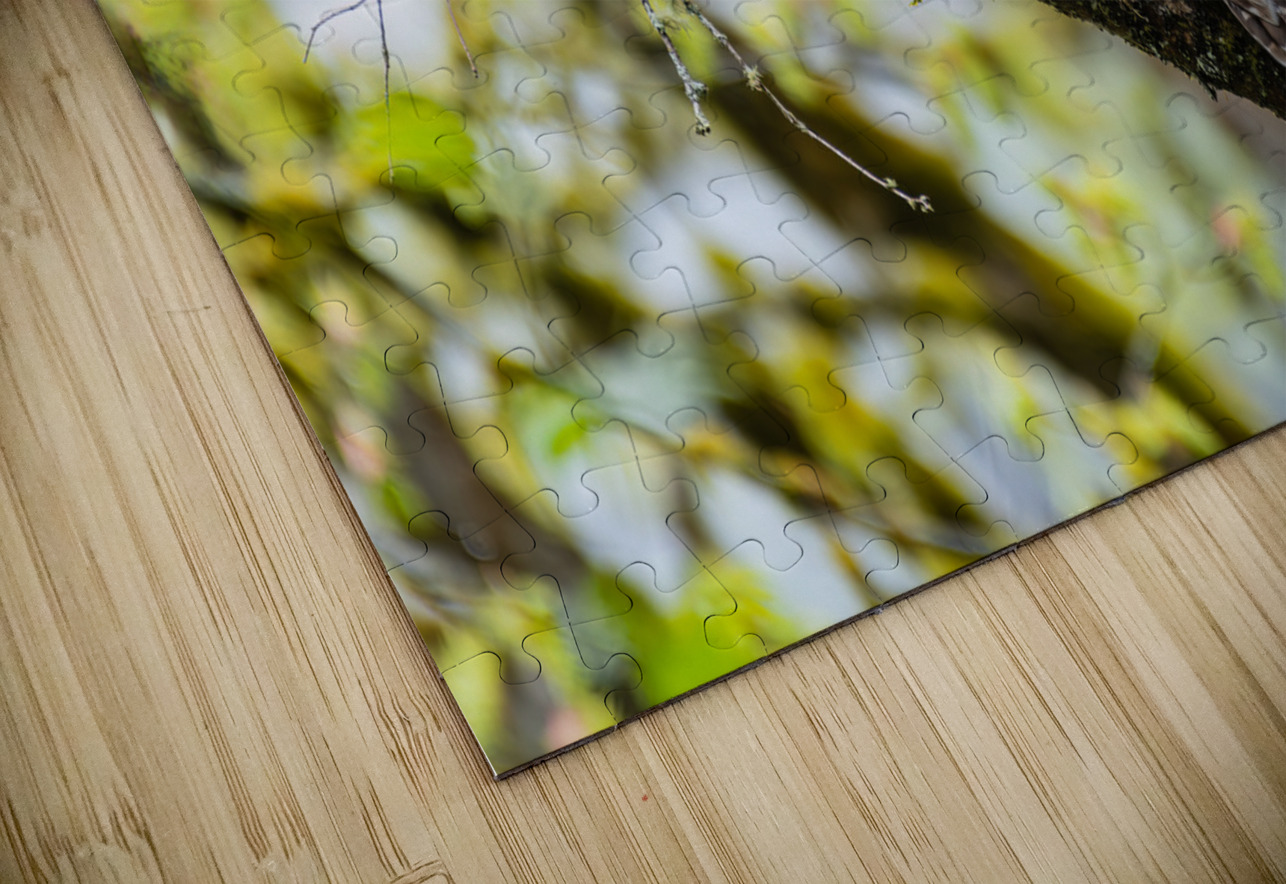 Barred Owl Randy Tremblay Photography Puzzle