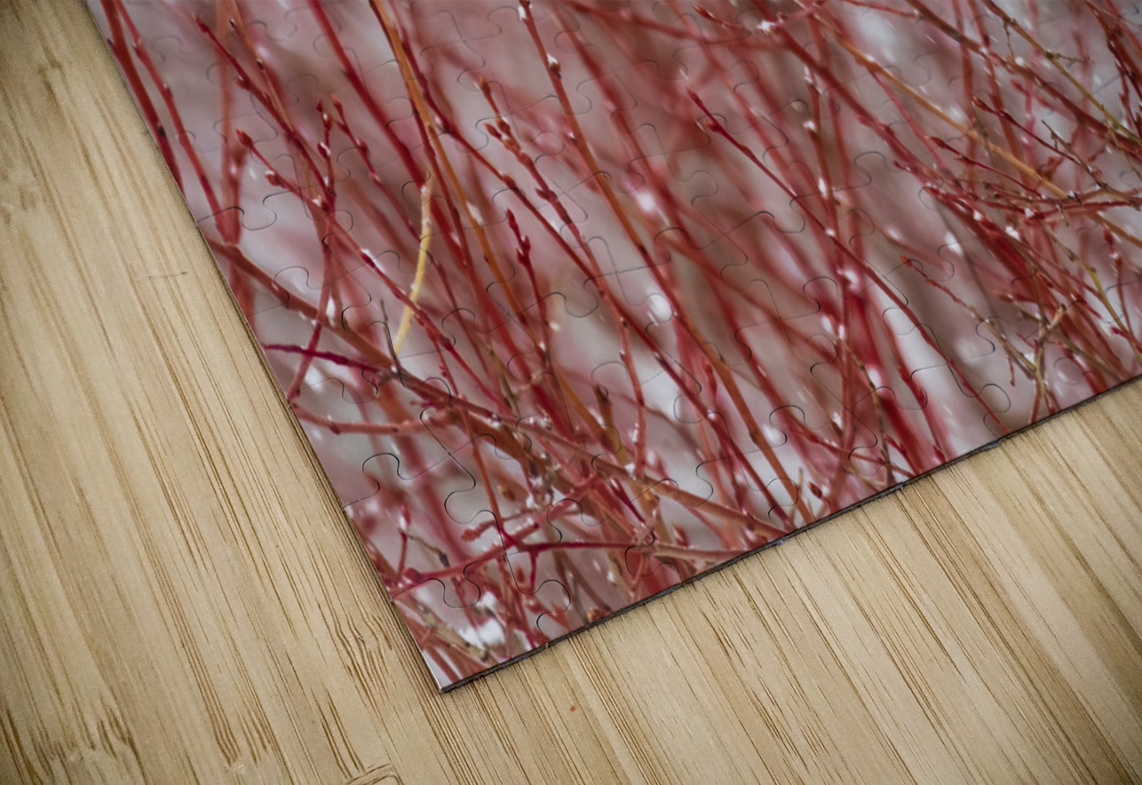 Northern Hawk Owl Randy Tremblay Photography Puzzle