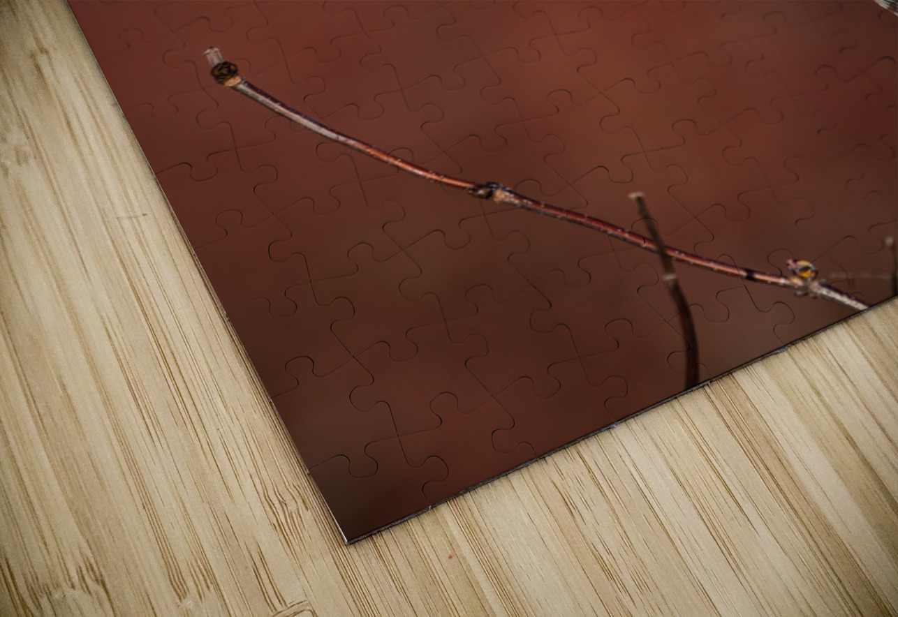 Northern Hawk Owl Randy Tremblay Photography Puzzle