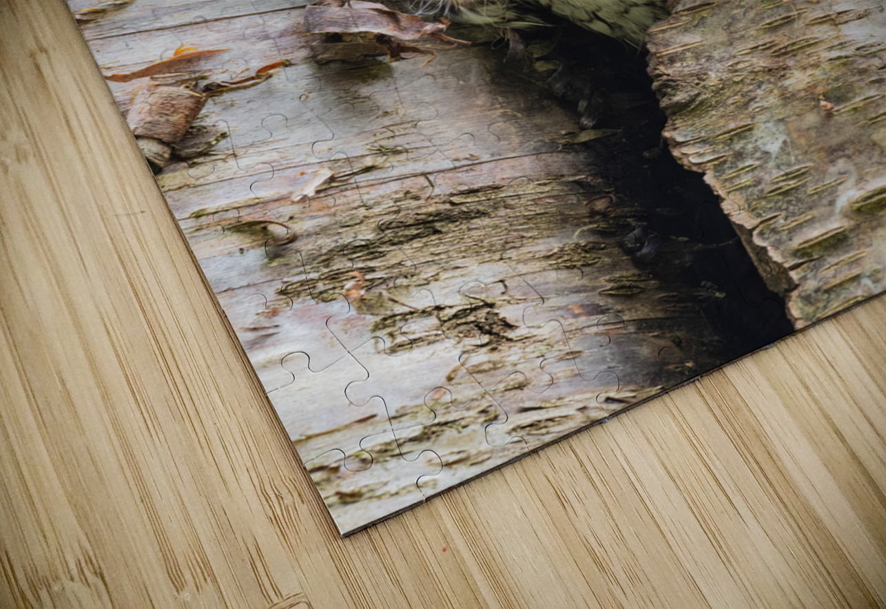 Western Screech Owl Randy Tremblay Photography Puzzle