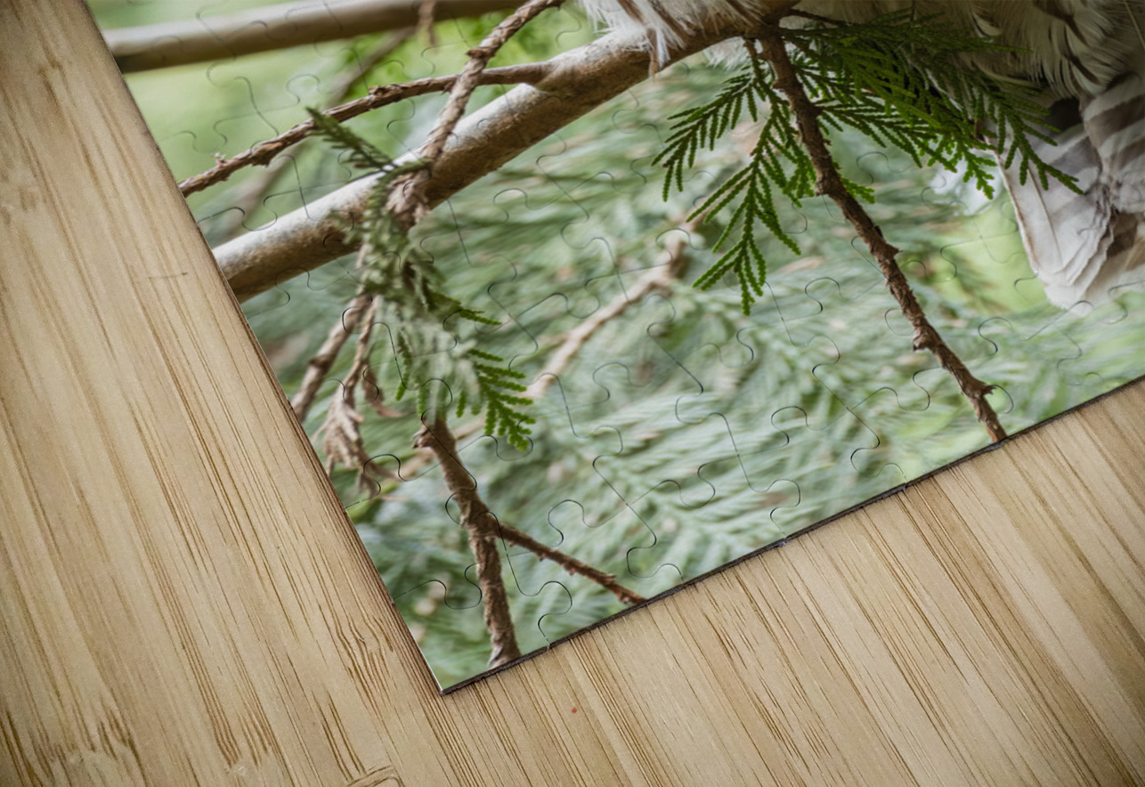 Barred Owl Randy Tremblay Photography Puzzle