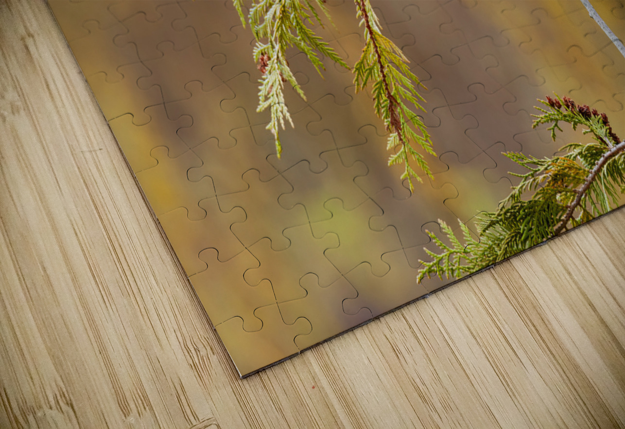 Northern Pygmy Owl Randy Tremblay Photography Puzzle