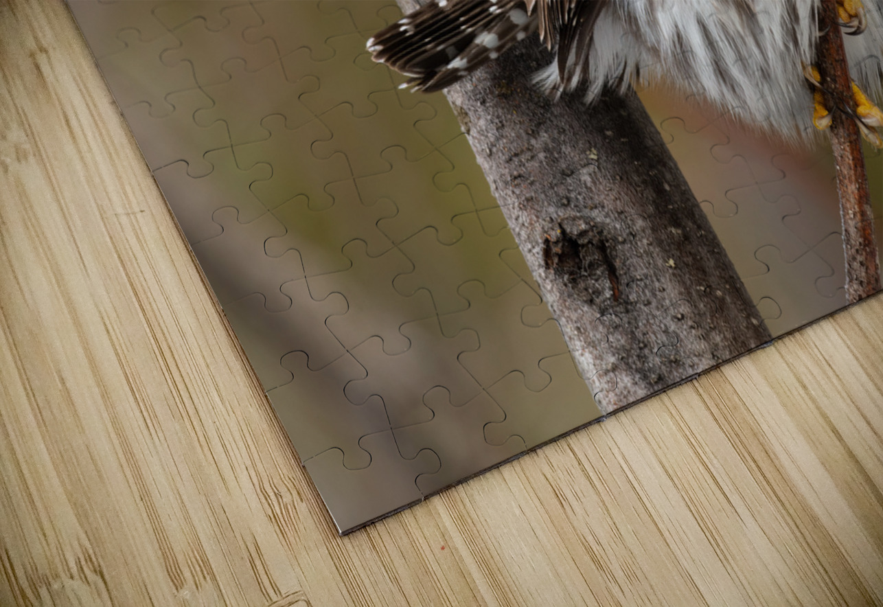 Northern Pygmy Owl Randy Tremblay Photography Puzzle