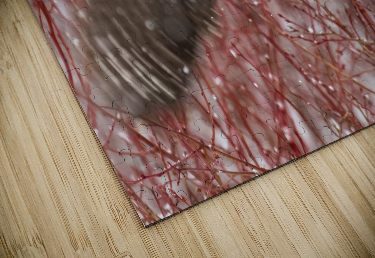 Northern Hawk Owl Randy Tremblay Photography Puzzle