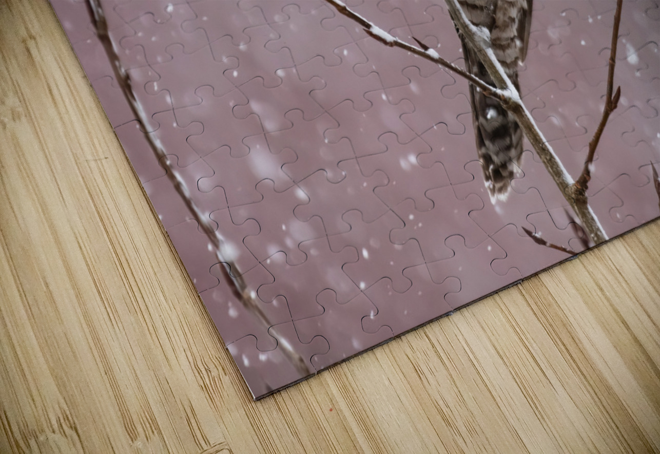 Northern Hawk Owl Randy Tremblay Photography Puzzle