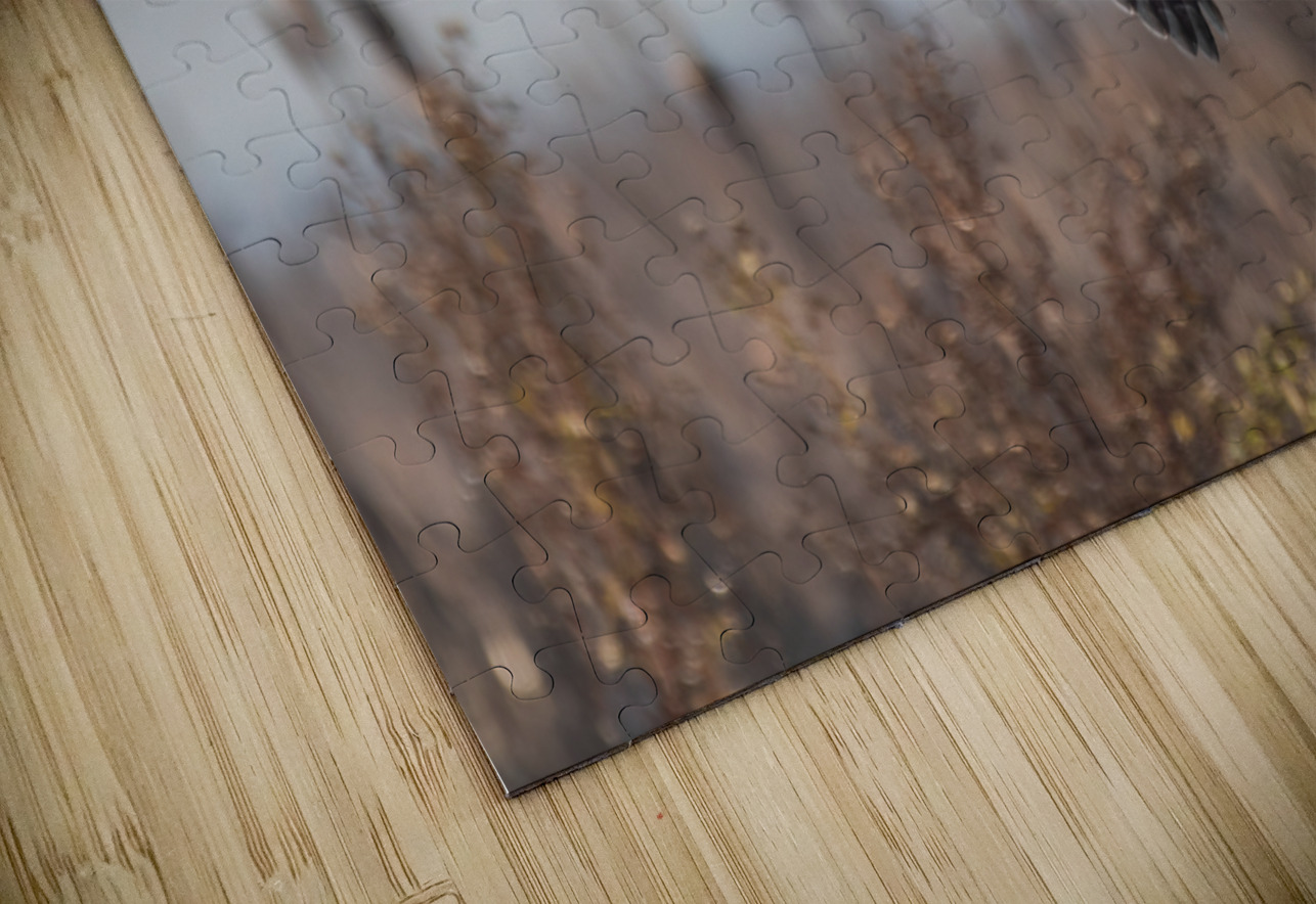 Short-eared Owl Randy Tremblay Photography Puzzle