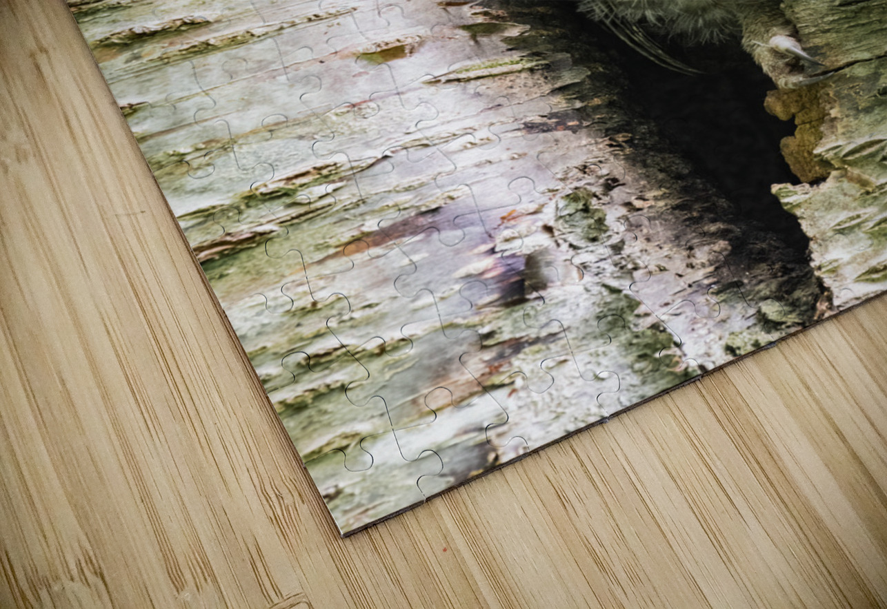 Western Screech Owlet Randy Tremblay Photography Puzzle