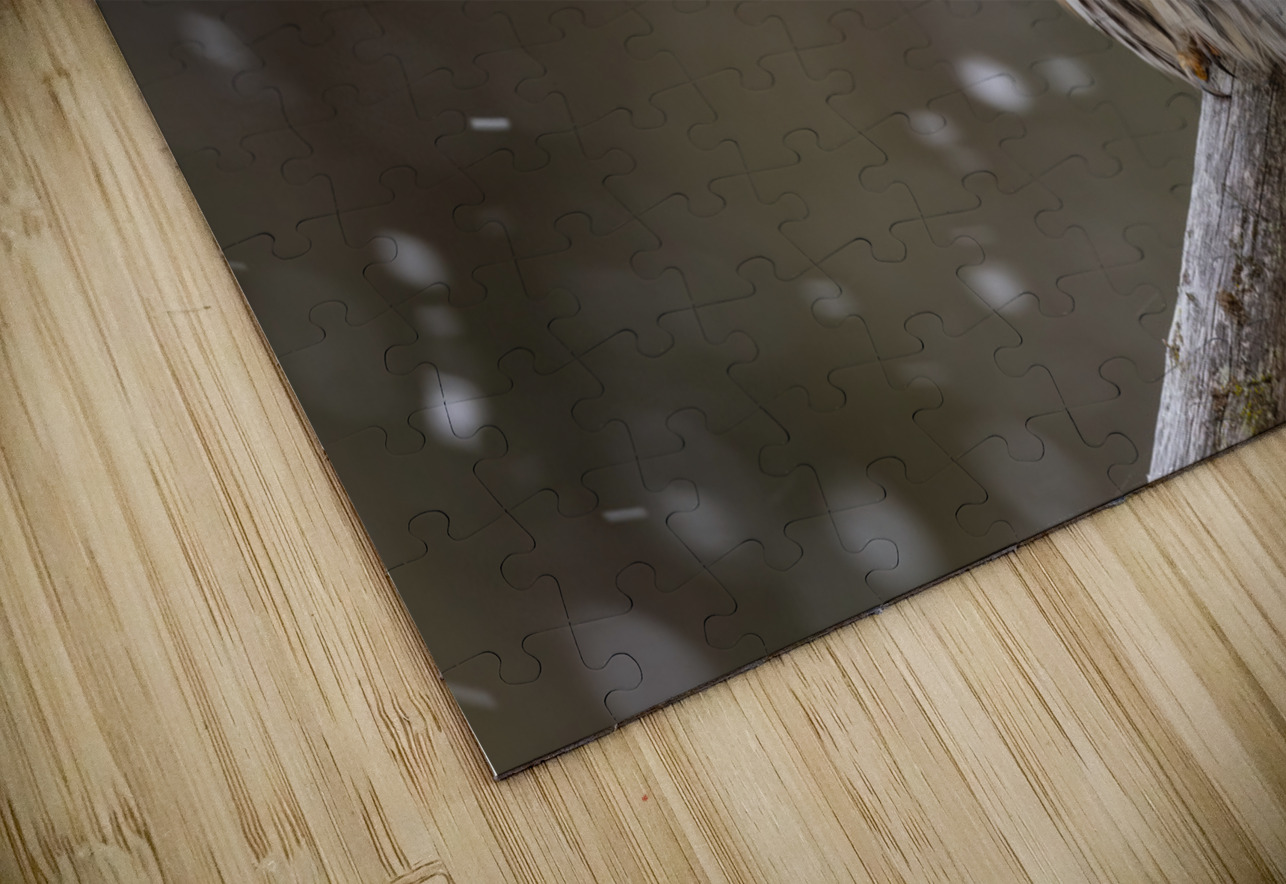 Northern Pygmy Owl Randy Tremblay Photography Puzzle