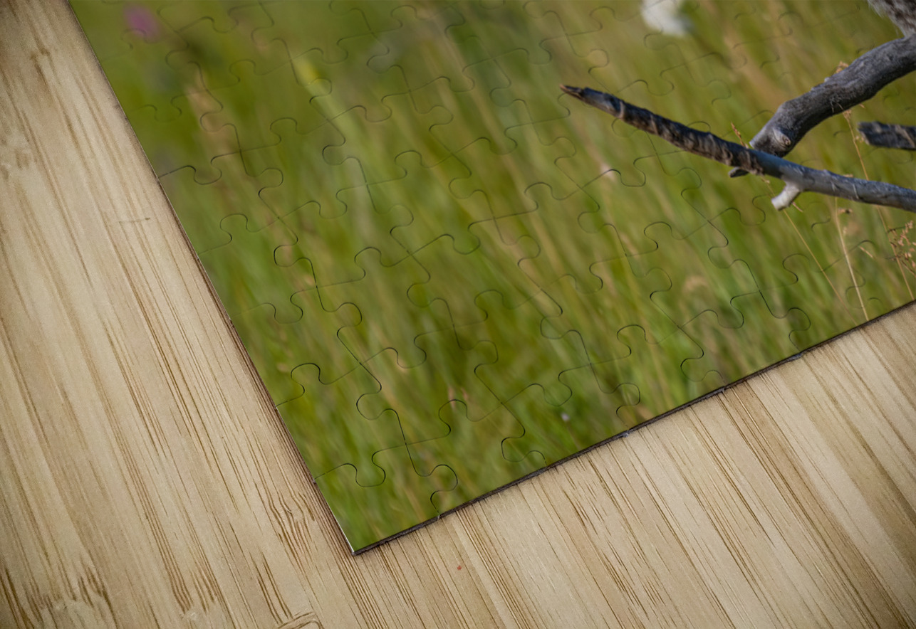 Great Gray Owl Randy Tremblay Photography Puzzle