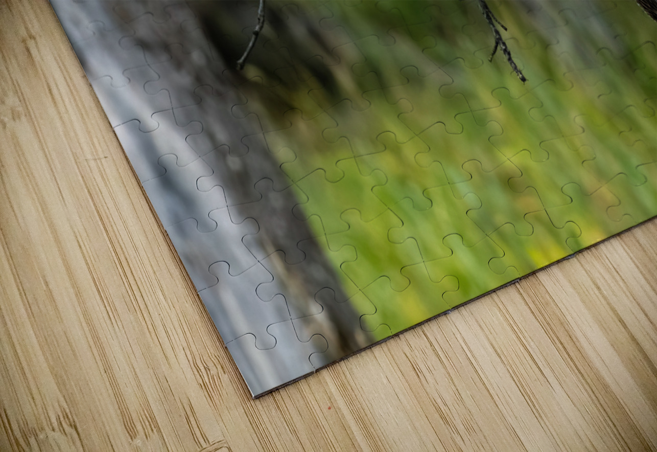 Great Gray Owl Randy Tremblay Photography Puzzle