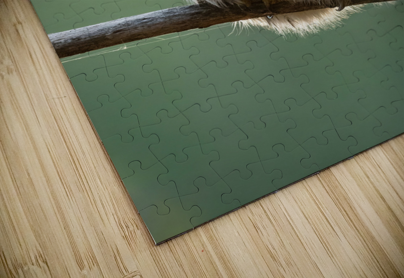 Northern Pygmy Owl Randy Tremblay Photography Puzzle