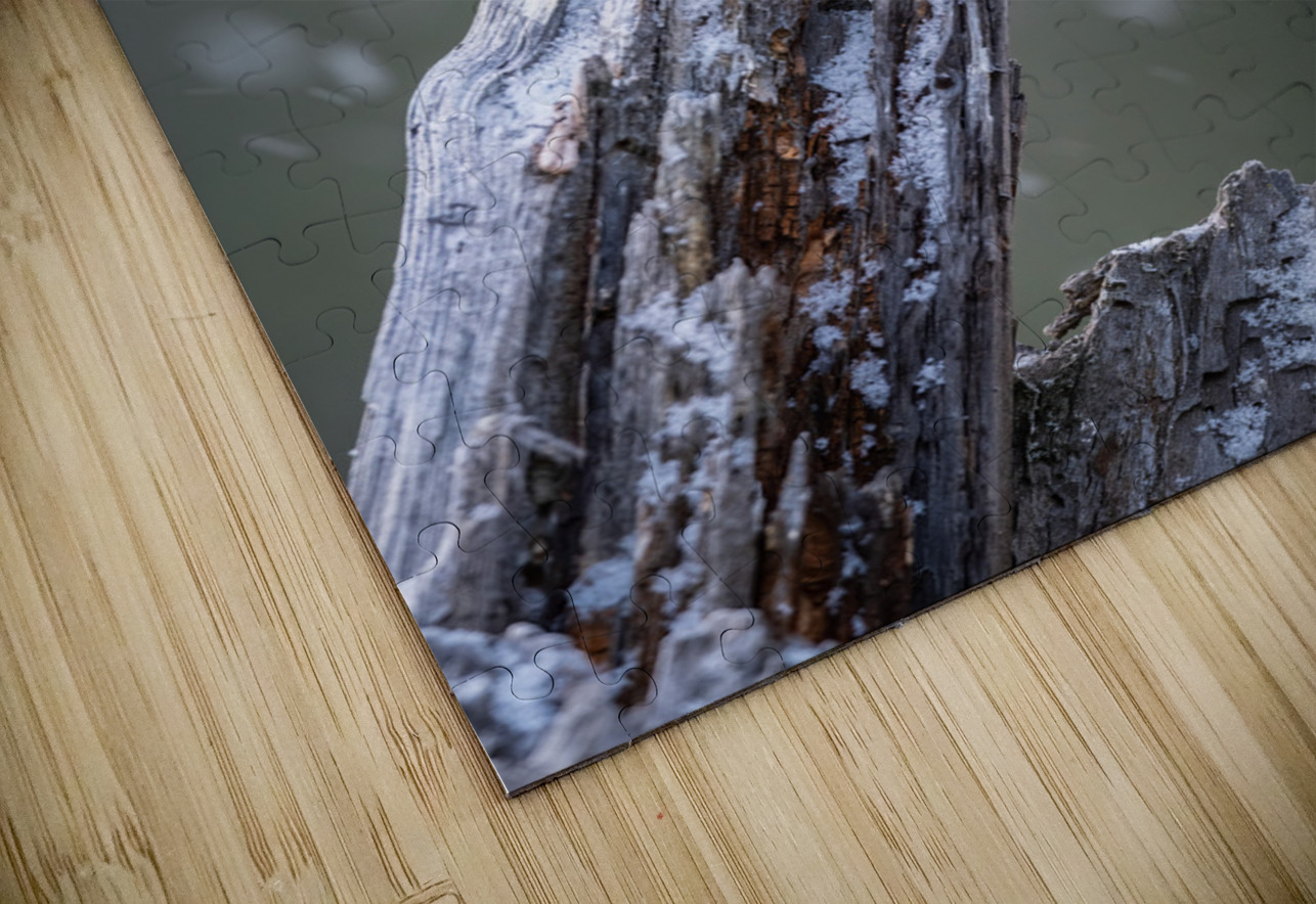 Northern Pygmy Owl Randy Tremblay Photography Puzzle