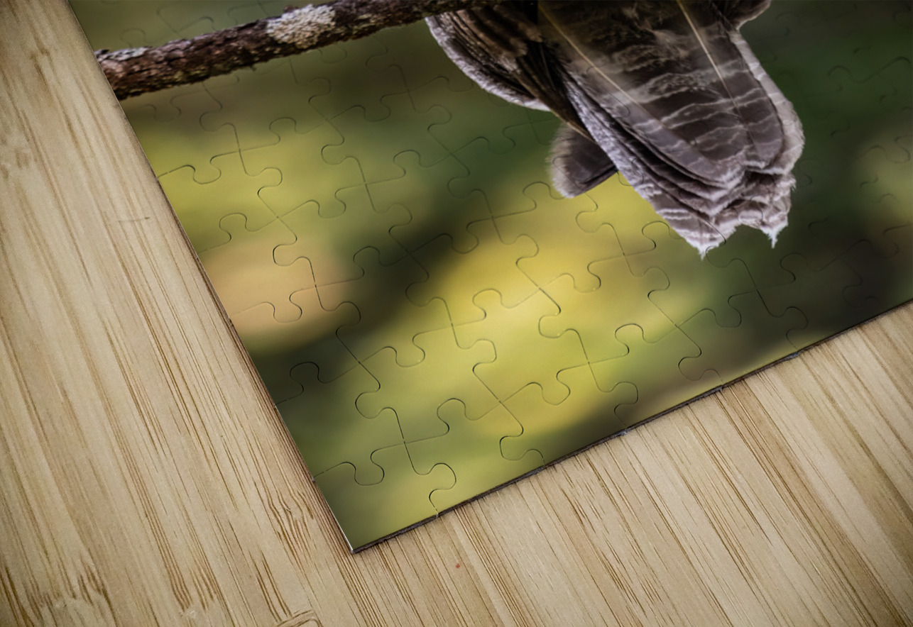 Great Gray Owlet Randy Tremblay Photography Puzzle