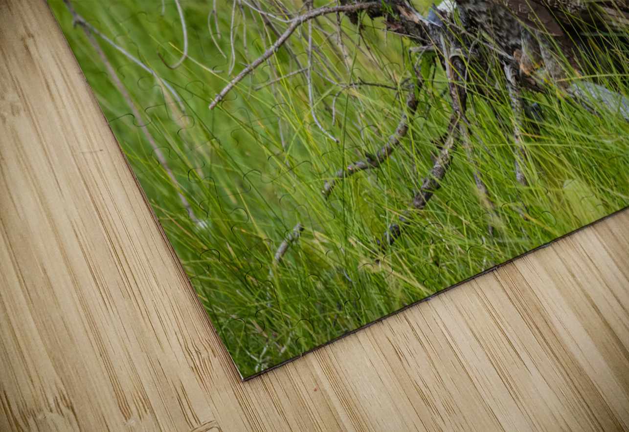 Great Gray Owl Randy Tremblay Photography Puzzle