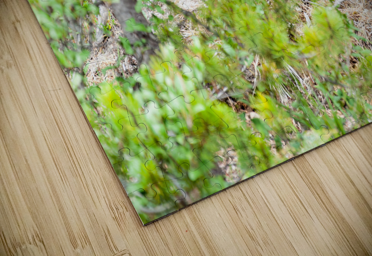 Black Bear Cub Randy Tremblay Photography Puzzle