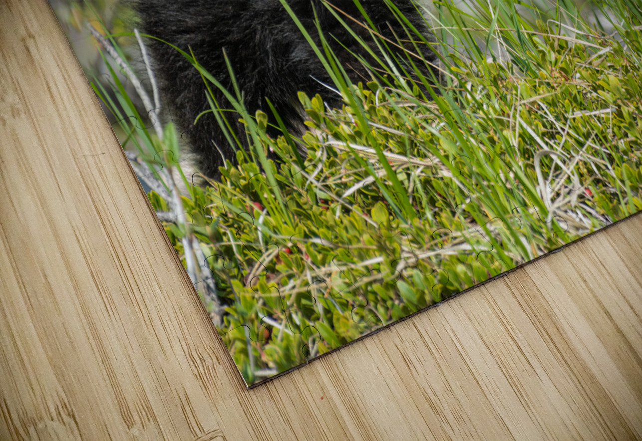 Black Bear Cub Randy Tremblay Photography Puzzle