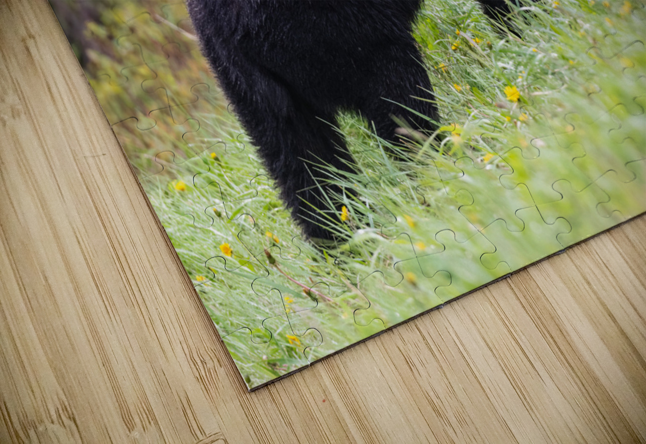 Black Bear Randy Tremblay Photography Puzzle