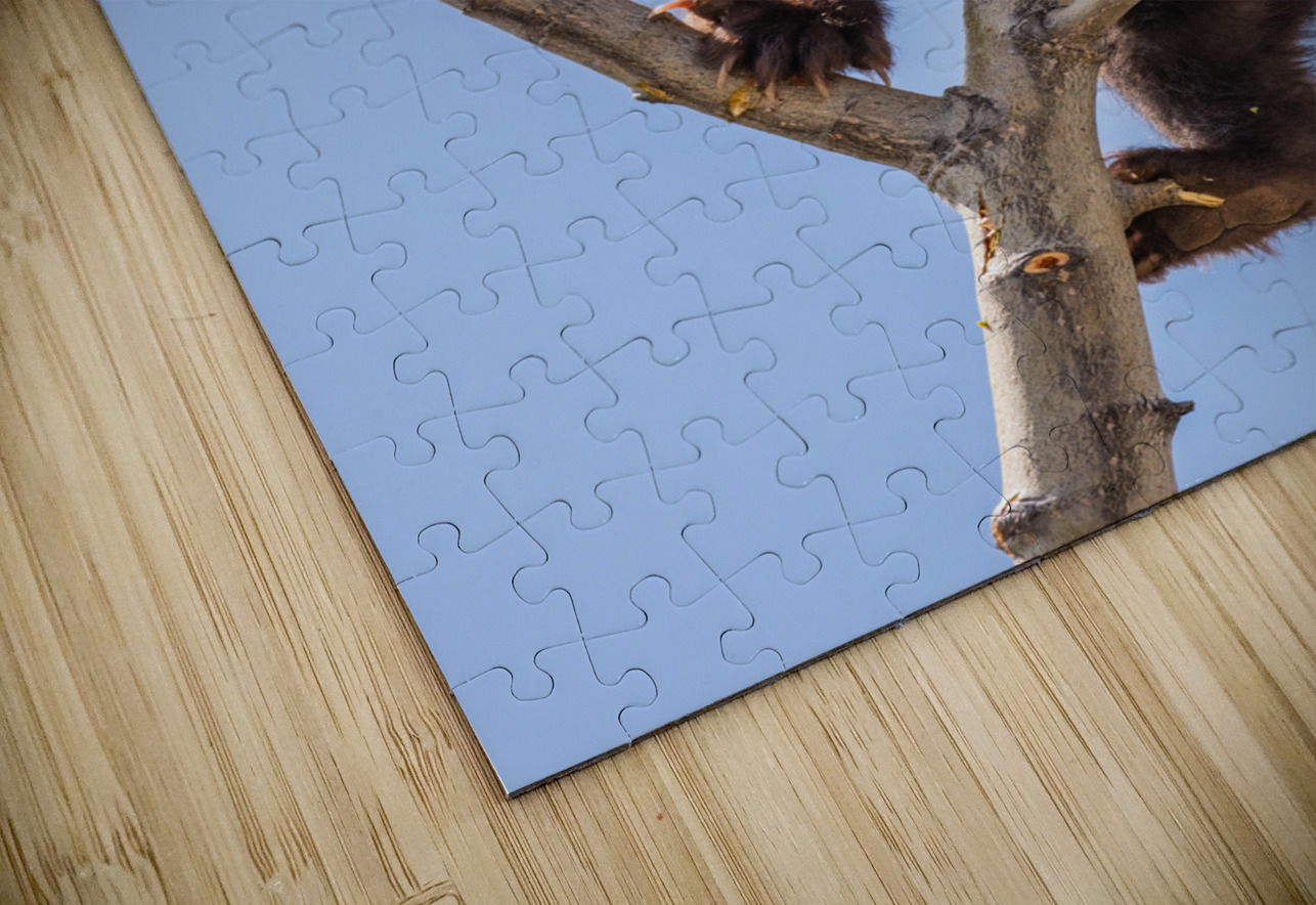 Black Bear Cub Randy Tremblay Photography Puzzle