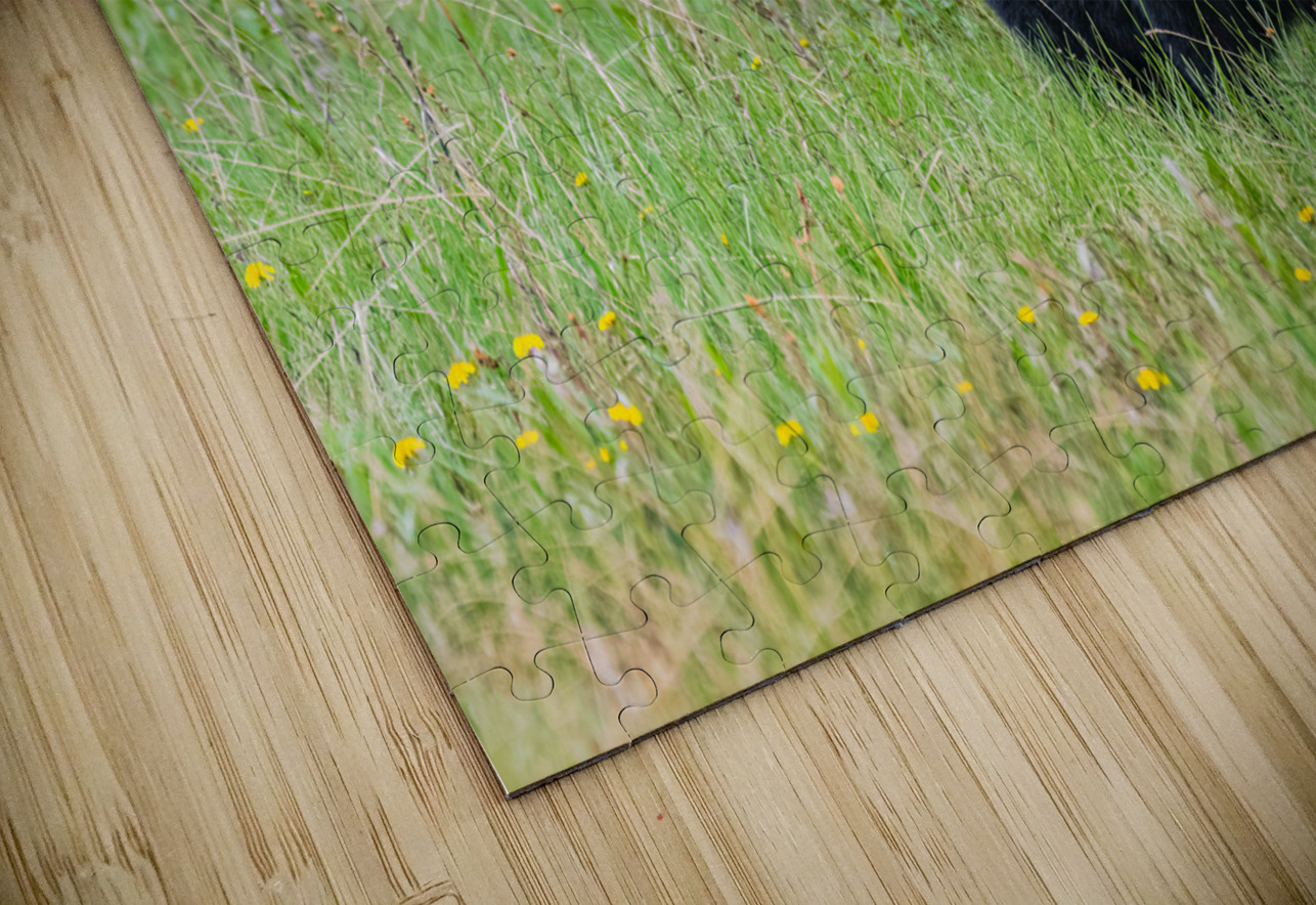 Black Bear Randy Tremblay Photography Puzzle