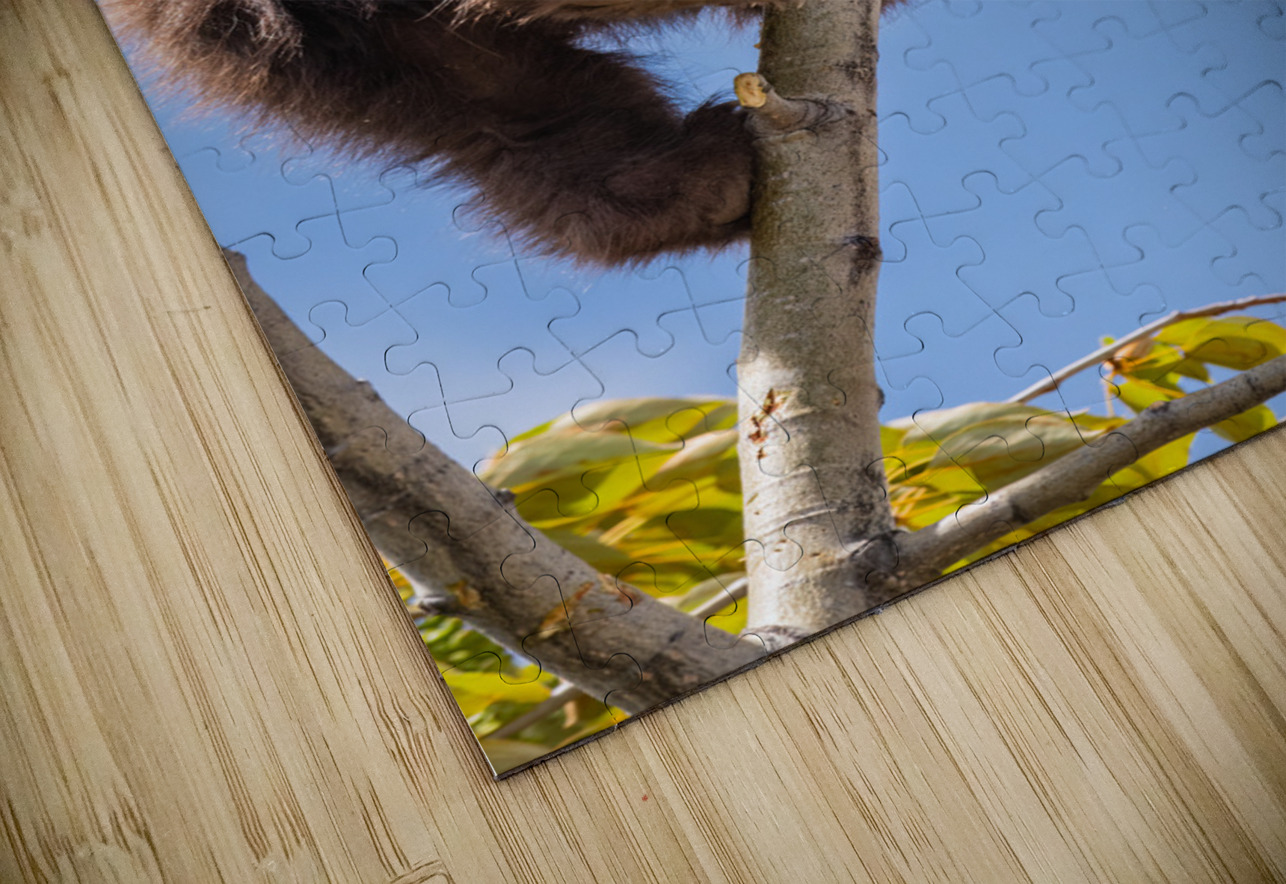 Black Bear Cub Randy Tremblay Photography Puzzle