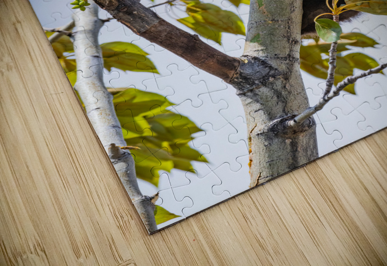 Black Bear Cub Randy Tremblay Photography Puzzle