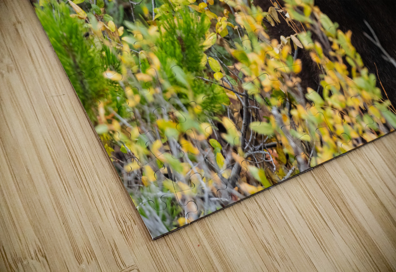 Black Bear Randy Tremblay Photography Puzzle