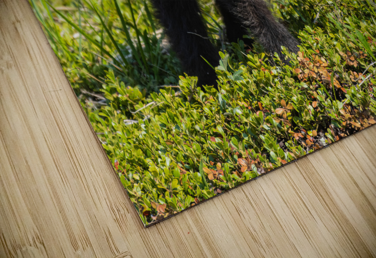 Black Bear Cub Randy Tremblay Photography Puzzle