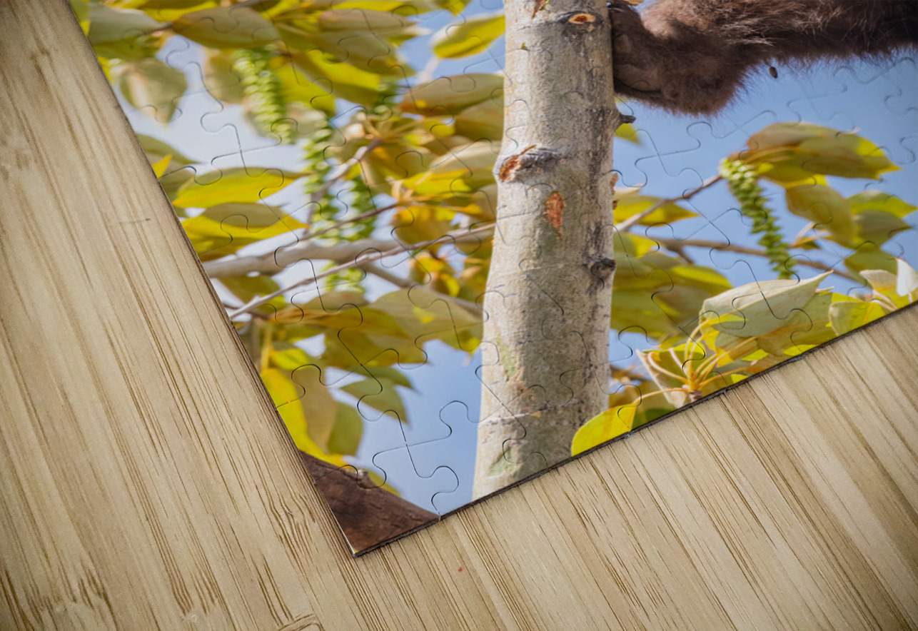 Black Bear Cub Randy Tremblay Photography Puzzle