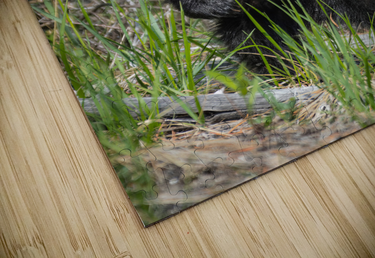 Black Bear Cub Randy Tremblay Photography Puzzle