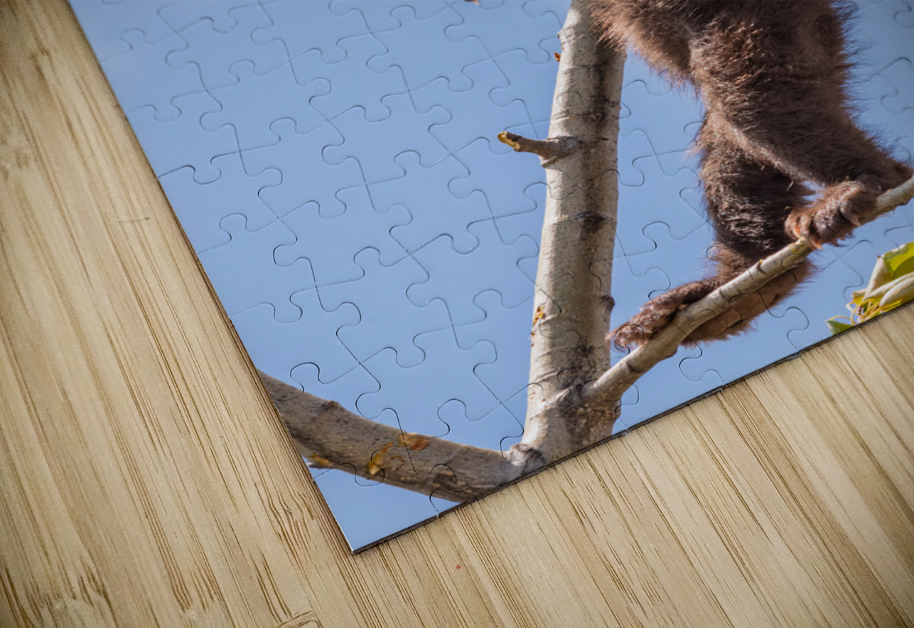 Black Bear Cubs Randy Tremblay Photography Puzzle