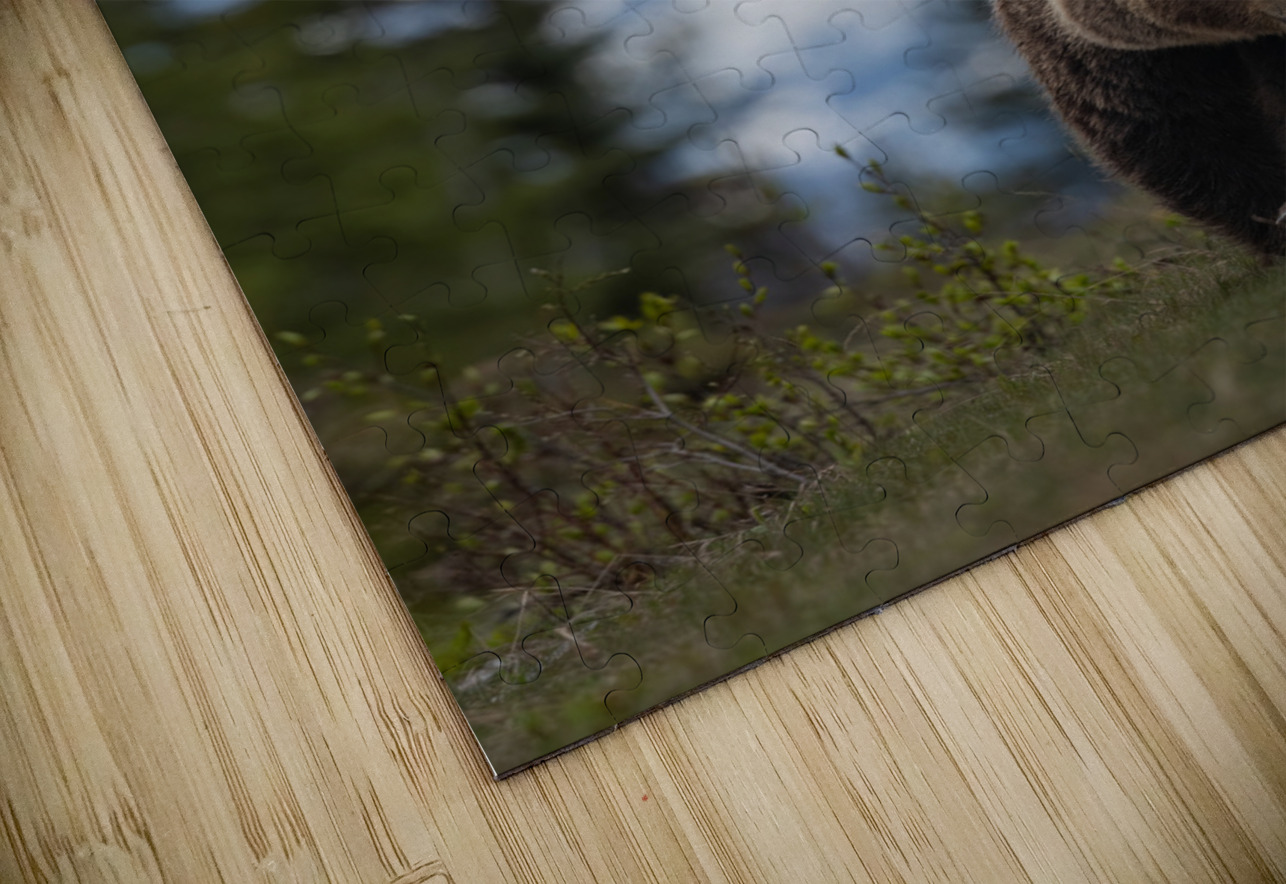 Grizzly Boar Randy Tremblay Photography Puzzle