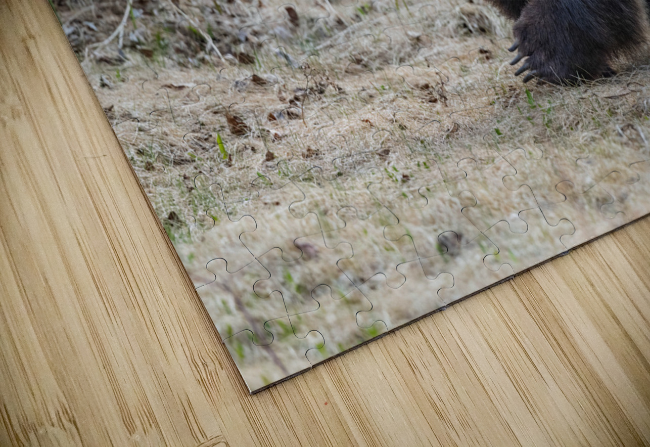 Grizzly Boar Randy Tremblay Photography Puzzle