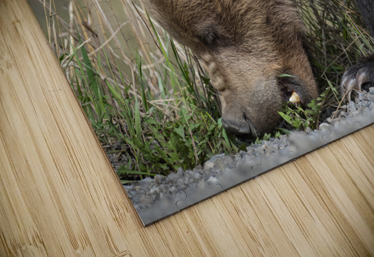Grizzly Boar Randy Tremblay Photography Puzzle